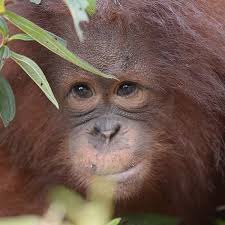 Cinta Orangutan Orangutan Orangutan Monkey Cute Animals