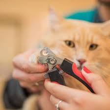 kedi tirnagi nasil kesilir pet ihtiyac blog