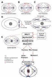 We did not find results for: Biology Free Full Text Classical And Emerging Regulatory Mechanisms Of Cytokinesis In Animal Cells Html