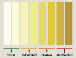 Check spelling or type a new query. Dehydration Wikipedia