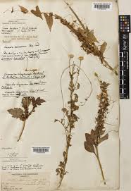 Image result for Cuscuta australis