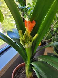Image result for Clivia flowering