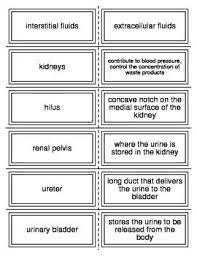 Urinary System Flash Cards Medical Terminology Flash Cards Online Nursing Schools Medical Technology