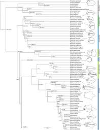Image result for Hypolytrum goetghebeur