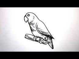 Bingung cari agen jual doping memiliki burung lovebird dengan prestasi dan kekean panjang merupakan idaman tersendiri bagi sobat kicaumania semua, namun kadang. Menggambar Burung Youtube