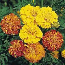 To buy please contact 8580969827. Marigold Bonita Mix Bulk Flower Seeds Seeds For Africa