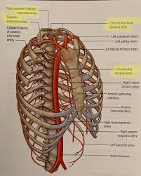 The indirect attachments are made through costal cartilages to the ribs above. La Calavera College On Twitter Anatomical Advent Window 18 X18 Posterior Intercostal Arteries Arising From The Thoracic Aorta X9 Pairs Each Follows A Course Within The Intercostal Between Rib Space A Further