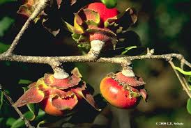 Image result for Ebenaceae