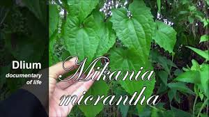 Image result for Grewia micrantha