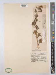 Image result for Centemopsis filiformis