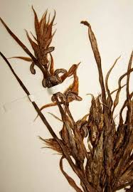 Image result for Fuirena leptostachya