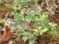 Image result for Chrysanthellum