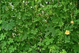 Image result for Momordica pterocarpa