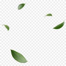 Download and use them in your website, document or presentation. Blowing Leaves Png Transparent Png 1007x960 602769 Pngfind