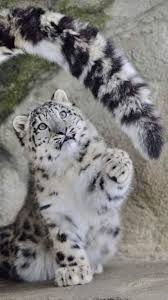 3,089 likes · 69 were here. Pin By Ivanhoe On Gatti Dog Cat Animals And Pets Cats