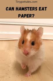 Safe Hamster Bedding — Hamster Society (Singapore)