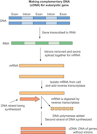 Cdna definition in english dictionary, cdna meaning, synonyms, see also 'cdn',cd',candy',cn'. Complementary Dna An Overview Sciencedirect Topics