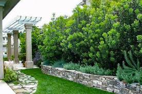 Evergreen flowering shrubs tall shrubs bushes and shrubs evergreen hedge fast growing privacy shrubs shrubs for privacy fast growing evergreens outdoor privacy landscaping along fence. Privacy Trees 15 Deer Resistant Options Plantingtree