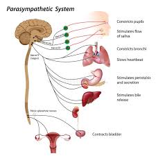 Parasympathetic System Parasympathetic Pathways Of The Autonomic Nervous System Affiliate Parasympathetic System Vagus Nerve Parasympathetic Nervous System