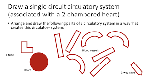 Solved Draw A Sdual Circuit Circulatory System Associated Chegg Com