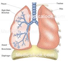 Lungs Human Anatomy Organs Human Lungs Anatomy Organs Lung Anatomy