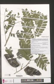 Image result for Scorodophloeus zenkeri