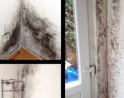 Toch is het visuele effect het meest onschadelijke effect dat schimmel heeft. Schimmel In De Kelder Vochtbestrijding Smartdry