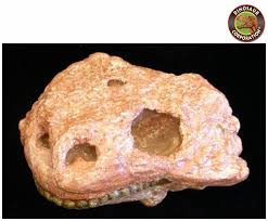 Image result for Pareiasaurus