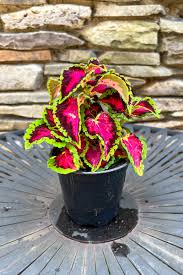 Image result for Coleus guerkei