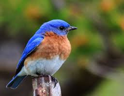 Blue Bird With Orange Wings Bluebird My Birding Photos Blue Bird Bird Photo Backyard Birds