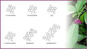 Image result for Psychotria djumaensis