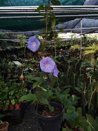 Shelter from the spoon 4. My Morning Glory Vine In Full Bloom Adela S Garden Of Ornamental Plants Facebook