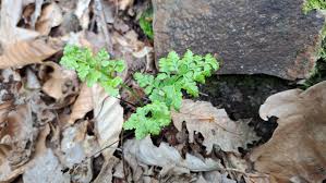 Image result for Asplenium uhligii