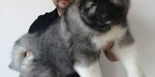 Kafkas Coban Kopegi Kafkas Coban Kafkas Coban Kopegi Kafkas Coban Gurcistan Dogasina Ozgu Ir Coban Kopegi Kopek Hayvan