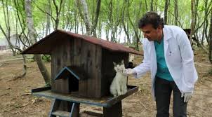 Samsun Da Sokak Kedilerine 5 Yildizli Kedi Kasabasi Son Dakika Haberleri