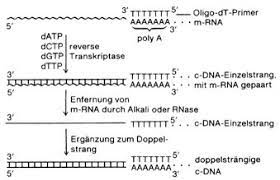 Der unterchied zwichen dieen beiden bibliotheken beteht darin, da die. Cdna Lexikon Der Biologie