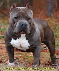 American Bully Blue Bully Dog Cute Dogs Pitbull Terrier