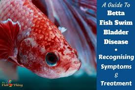 How To Treat Betta Fish Swim Bladder Disease Or Disorder Sbd Swim Bladder Disease Fish Swimming Betta Fish