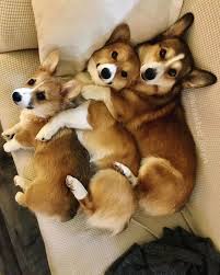 Corgi Dog Squad Corgi Squad Corgi Dog Group Corgi Dog Pack Corgi Puppy Squad Corgi Puppy Pack Corgi Puppy Group Squad Goals Co Corgi Dog Cute Animals Cute Dogs