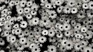 White Daisies Hd Wallpapers Hd Sharovarka Pinterest Daisy Wallpaper Black And White Background Black And White Flowers Female anime character wallpaper, anime girls, red eyes, glitch art, flowers. white daisies hd wallpapers hd