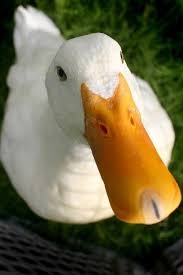 Photo about american pekin duckling and in studio shot photo. Pekin Duck Complete Breed Guide Raising Ducks