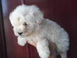 Basically, craigslist phoenix is a platform which is set aside for individuals that have a form of link with phoenix arizona or reside in this neighborhood craigslist phoenix is a platform for people to put up products that they have for sale. Phoenix Pets Craigslist Induced Info