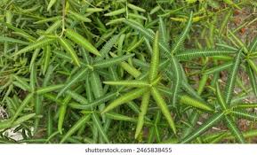 Image result for Aeschynomene mimosifolia