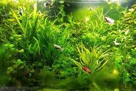 Image result for Oenanthe mildbraedii