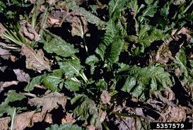 Copper products (group m1) are registered for control of cercospora leaf spot but tests in midwestern sugar beet production have demonstrated. File Cercospora Beticola Leaf Spot On Sugar Beet Jpg Wikimedia Commons