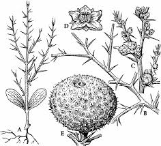 Image result for Acanthosicyos naudinianus