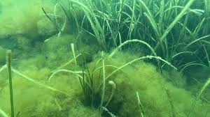 Image result for Zosteraceae