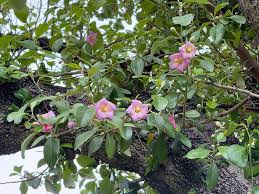 Image result for Lagunaria patersonia