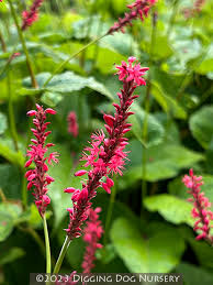 Image result for Persicaria