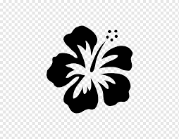 Gambar gerhana bulan dan matahari Bunga Shoeblackplant Mallows Kembang Sepatu Putih Malvales Shoeblackplant Png Pngwing